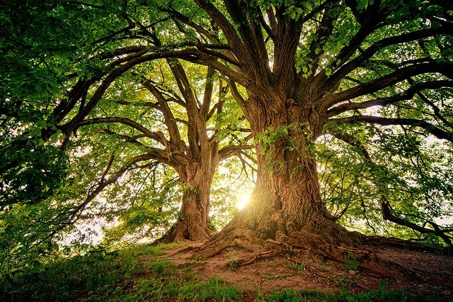 trees-gfa860a982_640